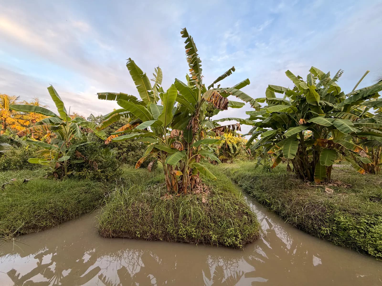 Banana clumps on grassy raised beds, wrapped by canal water in the soft evening light
