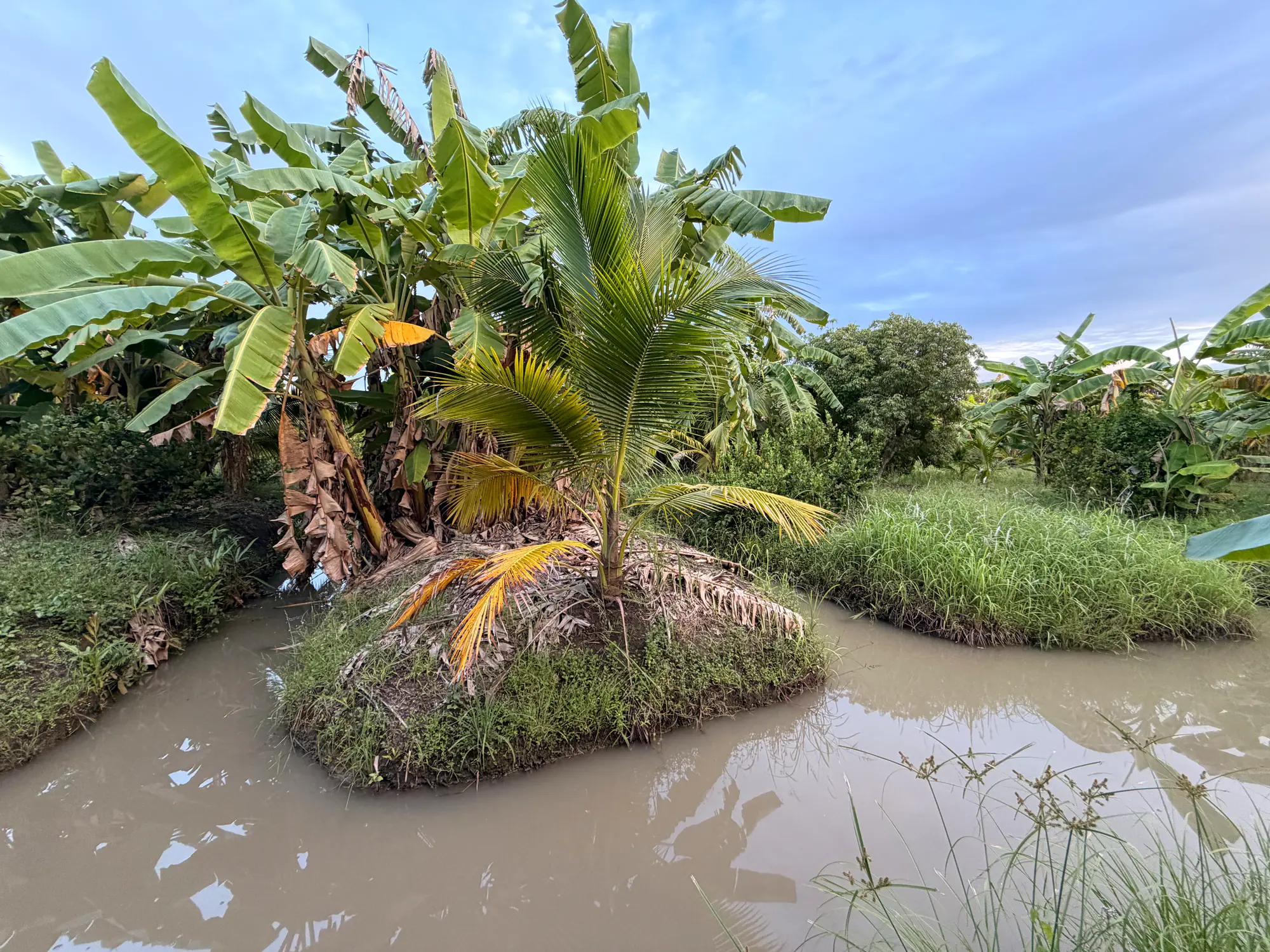 A young coconut palm on a raised bed ringed by canal water, with lush banana plants behind it under a blue sky