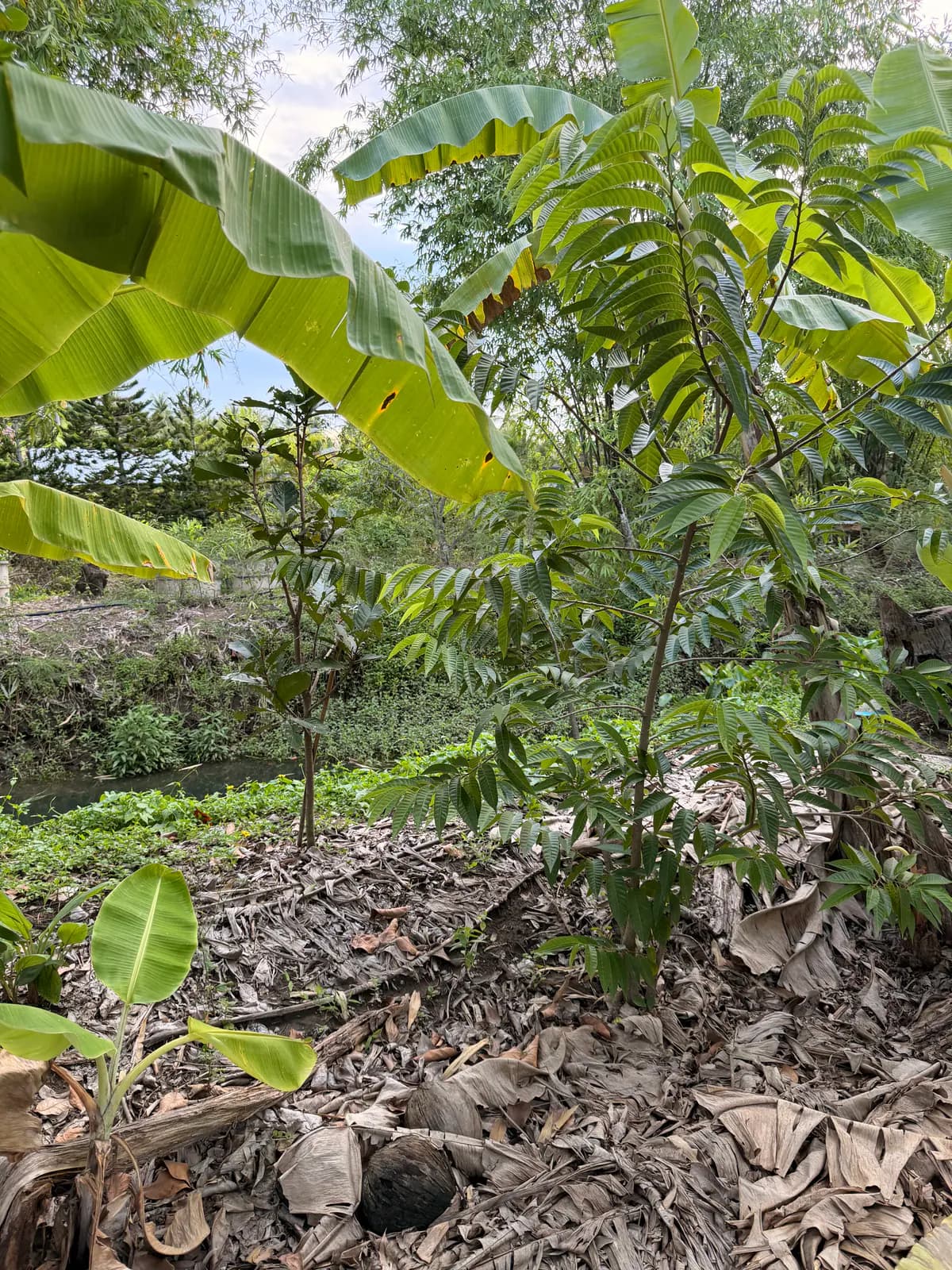 Dry leaves mulching the soil around a young tree, with a banana sucker coming up nearby by the canal