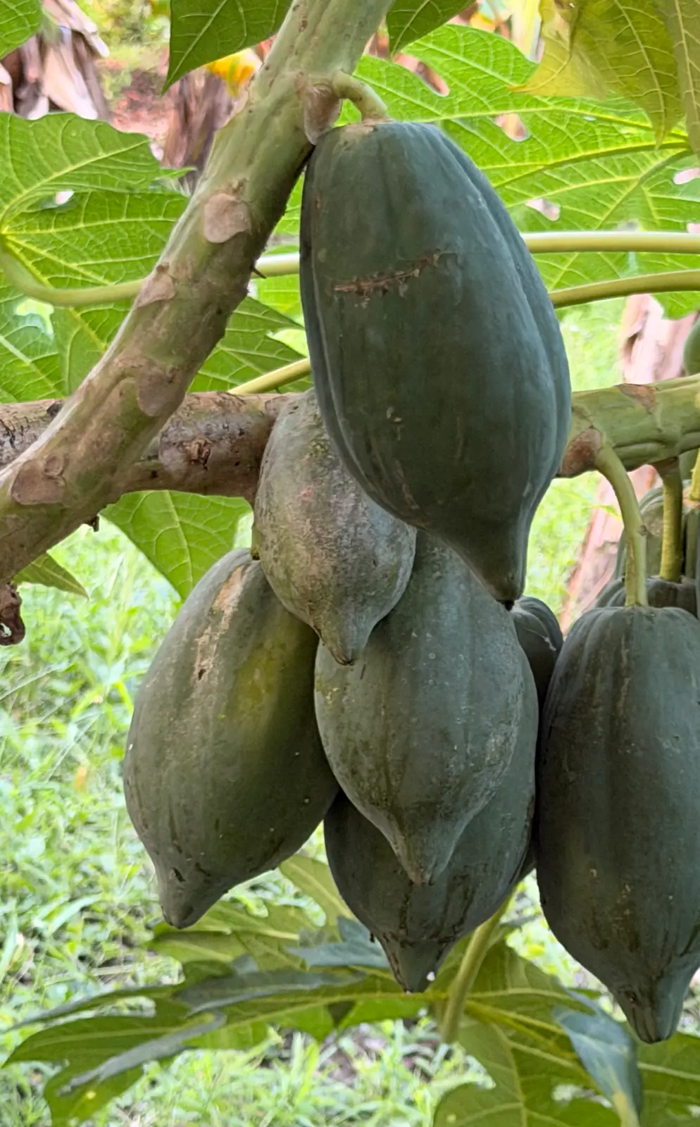 A cluster of dark-green unripe papayas hanging beneath the leaves