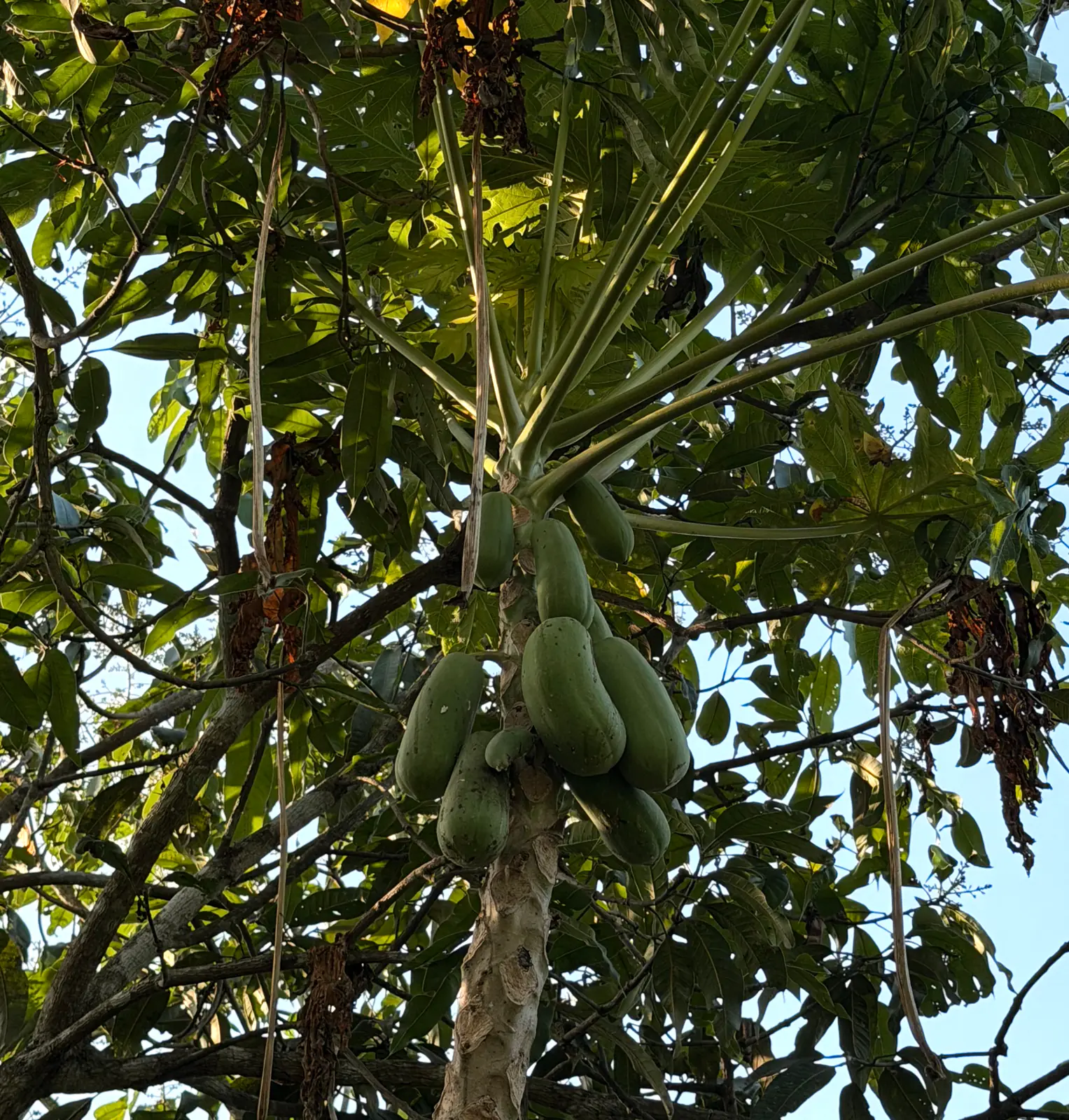 A papaya tree with a cluster of green fruit under its leafy crown, among taller trees and blue sky